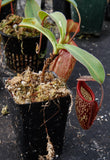 Nepenthes maxima x talangensis "Lady Pauline", BE-3679