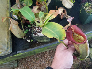 Nepenthes maxima x veitchii, Large specimen #1