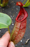 Nepenthes maxima x veitchii - DM038