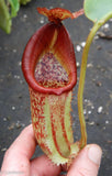 Nepenthes maxima (m) x ephippiata