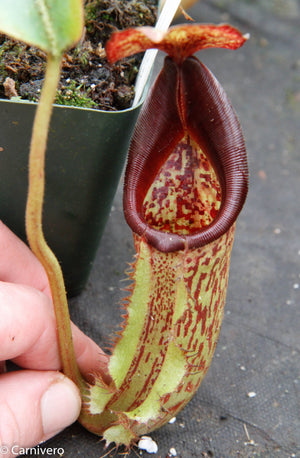 Nepenthes maxima (m) x ephippiata