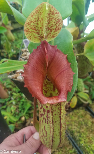 Nepenthes maxima (M) x truncata Red - Exact Plant 01/19/24