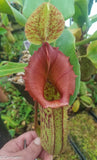 Nepenthes maxima (M) x truncata Red - Exact Plant 01/19/24