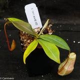 Nepenthes merrilliana, BE-3727