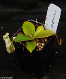 Nepenthes merrilliana, BE-3727