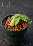 Nepenthes merrilliana, BE-3727