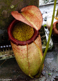 Nepenthes merrilliana, BE-3727