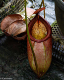 Nepenthes merrilliana, BE-3727