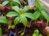 Nepenthes merrilliana x aristolochioides