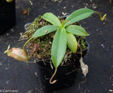 Nepenthes merrilliana x glabrata BE-3911