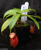 Nepenthes merrilliana x glabrata BE-3911