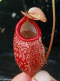 Nepenthes merrilliana x glabrata BE-3911