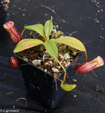 Nepenthes mira, BE-3979