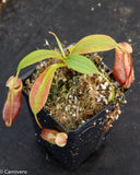 Nepenthes mira, BE-3979