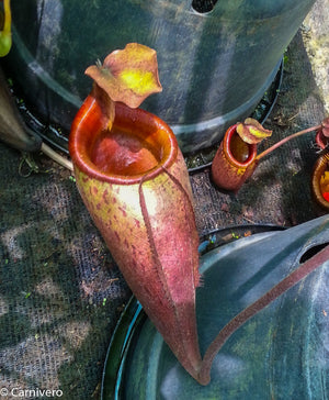 Nepenthes mira, BE-3979