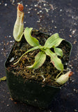 Nepenthes mirabilis var. echinostoma, BE-3372