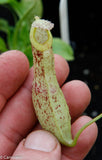 Nepenthes mirabilis var. echinostoma, BE-3372