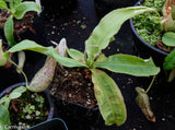 Nepenthes mirabilis var. echinostoma, BE-3372