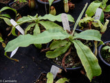 Nepenthes mirabilis var. echinostoma, BE-3372