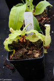 Nepenthes mirabilis var. echinostoma, BE-3372