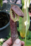 Nepenthes mirabilis var. echinostoma, BE-3372