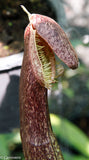 Nepenthes mirabilis var. echinostoma, BE-3372