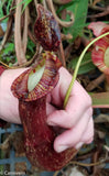 Nepenthes mirabilis var. echinostoma, BE-3372