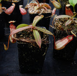 Nepenthes mirabilis var. globosa x hamata