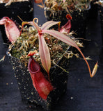 Nepenthes mirabilis var. globosa x hamata