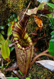 Nepenthes mollis (formerly Nepenthes hurrelliana)