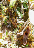 Nepenthes mollis (formerly Nepenthes hurrelliana)