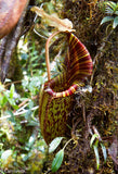 Nepenthes mollis (formerly Nepenthes hurrelliana)