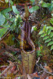 Nepenthes mollis (formerly Nepenthes hurrelliana)