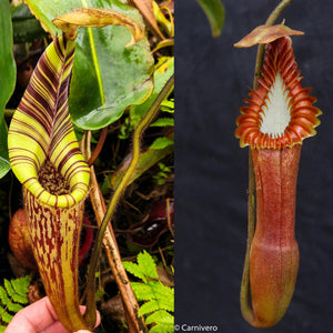 Nepenthes mollis x edwardsiana, CAR-0446