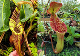 Nepenthes mollis x (lowii x truncata)-Giant, CAR-0445