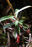 Nepenthes muluensis