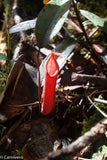 Nepenthes muluensis