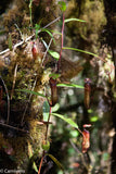 Nepenthes muluensis