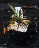 Nepenthes muluensis