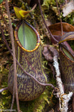 Nepenthes murudensis