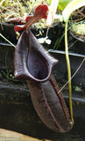 Nepenthes naga Dark