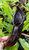 Nepenthes naga Dark