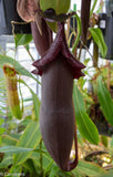 Nepenthes naga Dark