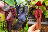 Nepenthes naga x truncata Pasian Red, CAR-0169