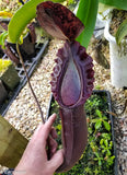 Nepenthes naga Dark