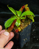 Nepenthes naga x truncata Pasian Red, CAR-0169