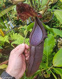 Nepenthes naga Dark