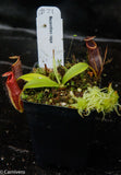 Nepenthes naga Dark