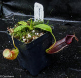 Nepenthes naga Dark