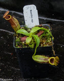 Nepenthes naga Dark